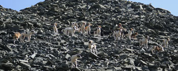 Foxhunting in the English Lake District by Betty Fold Gallery